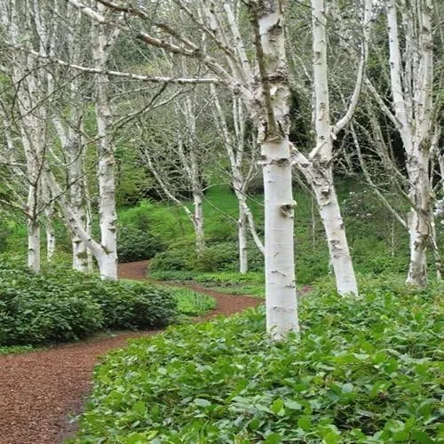 White Paper Birch Tree Seeds – Betula papyrifera Hardy Fast-Growing Shade Tree