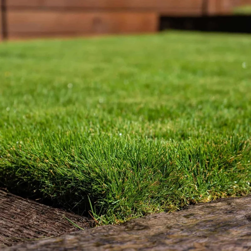 Buffalo Grass Seeds Bouteloua Dactyloides, Warm Season Perennial, Low-Growing Dense Turf, Drought Tolerant, Low Maintenance