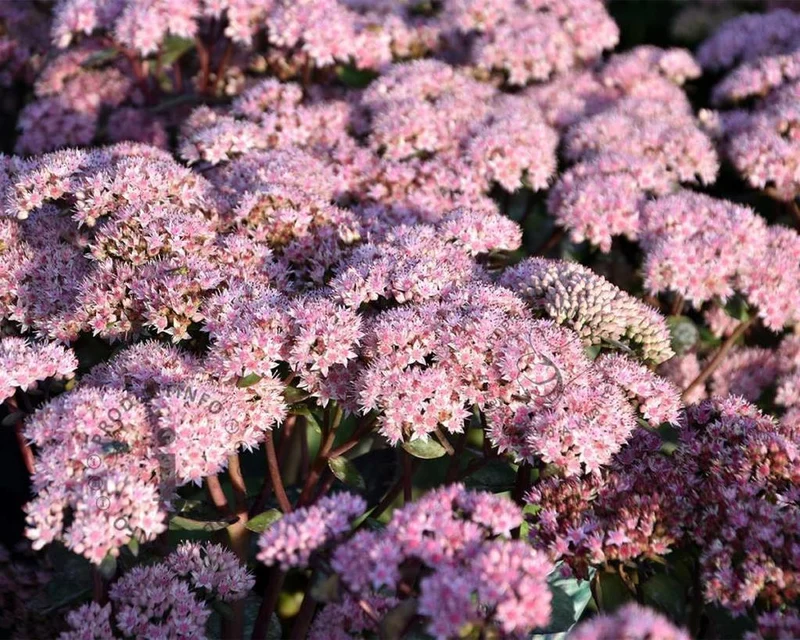Fetthenne (Sedum 'Matrona')