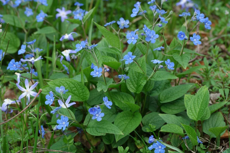 Blue Innocence (Omphalodes verna)