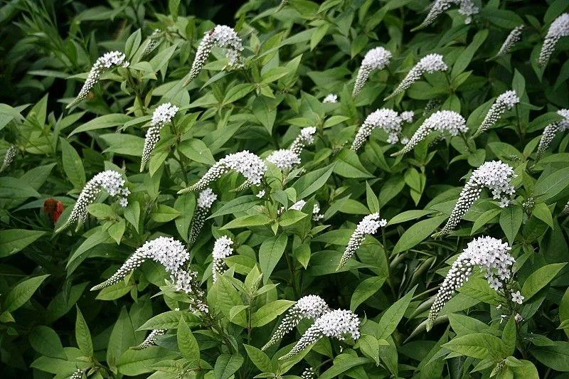 Echtes Karettschild (Lysimachia clethroides)