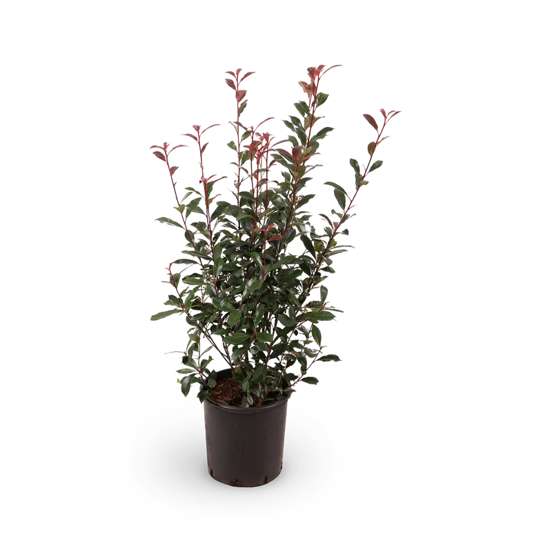 Glanzmispel 'Carré Rouge'