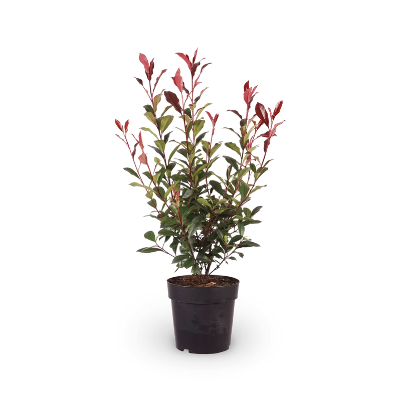 Glanzmispel 'Carré Rouge'