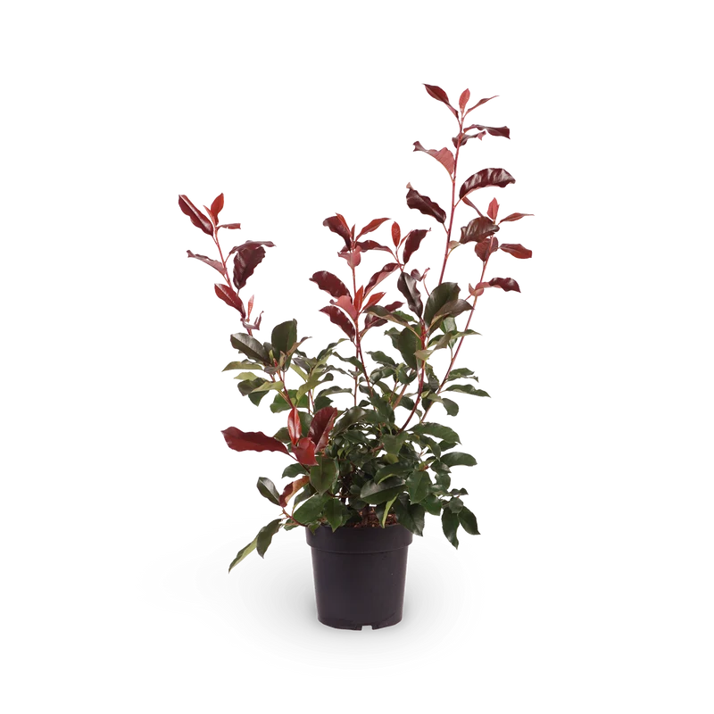 Glanzmispel 'Camilvy'