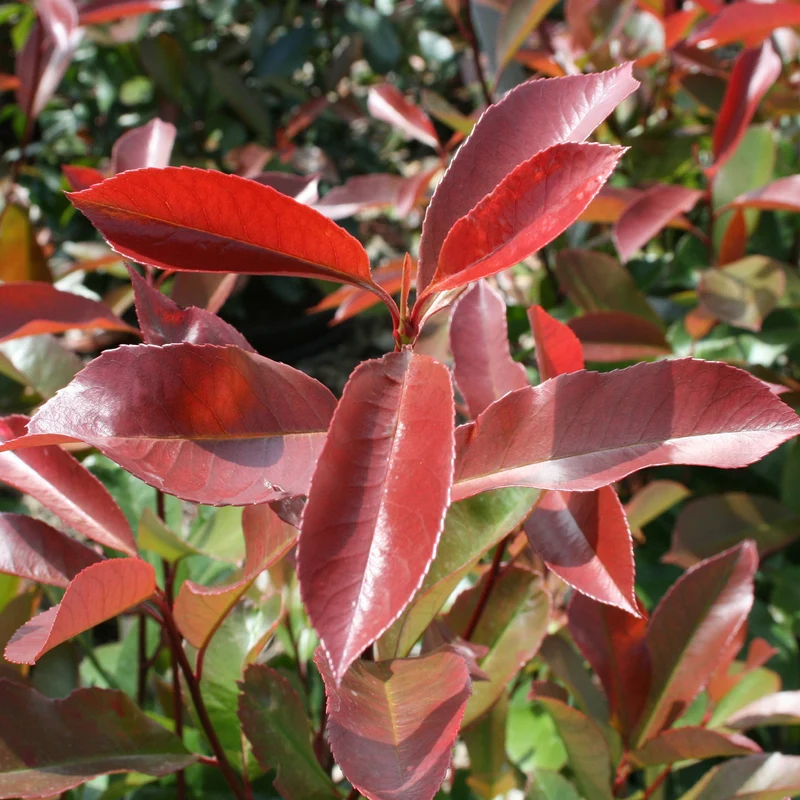 Glanzmispel 'Camilvy'