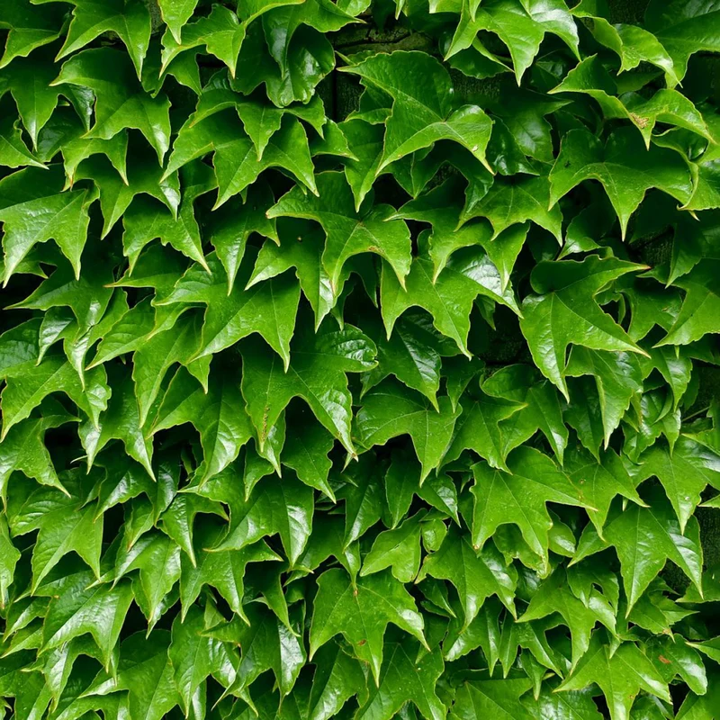 Dreilappige Jungfernrebe 'Green Spring'