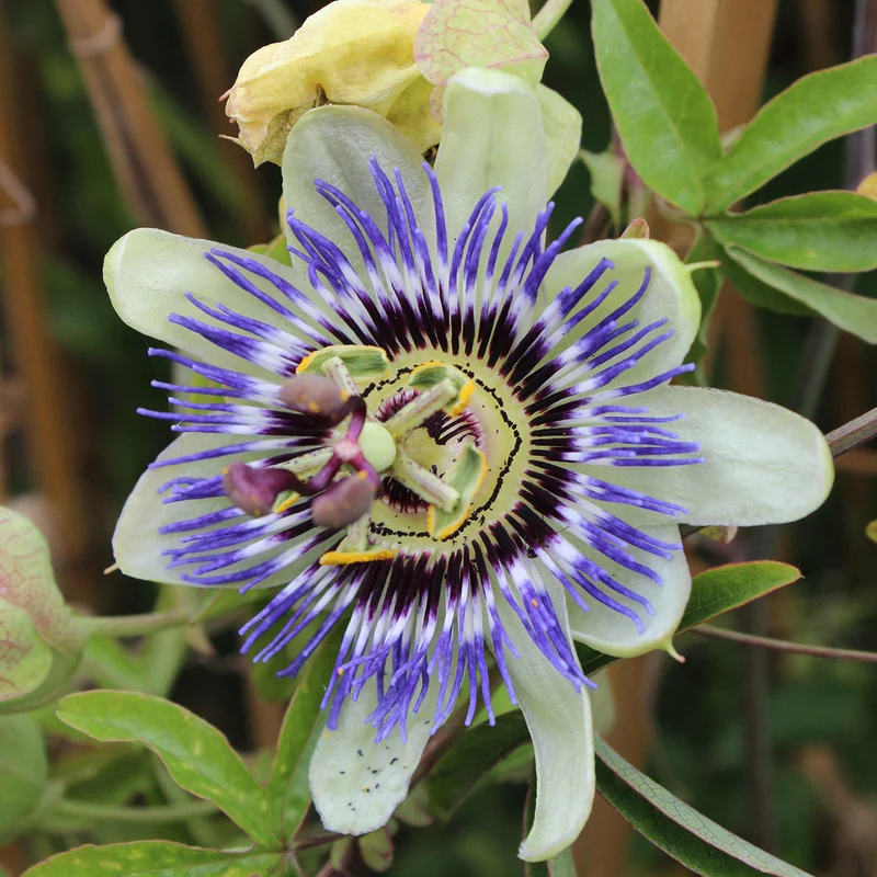 Passionsblume 'Purple Haze'