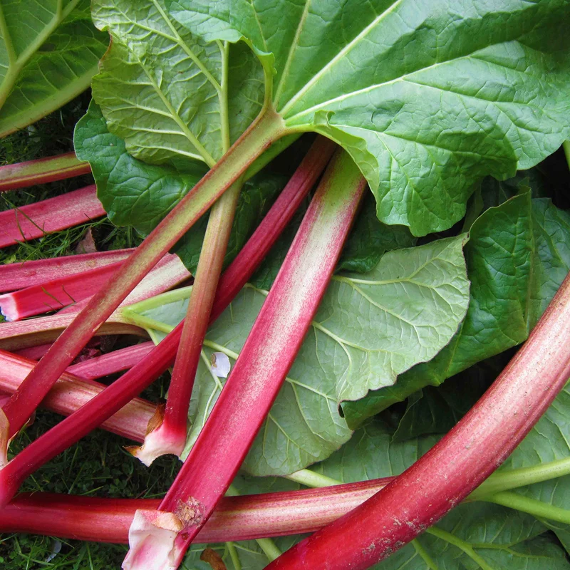 Bio-Rhabarber 'Fulton´s Strawberry Surprise'