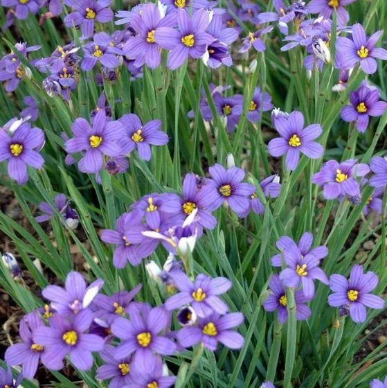Kaminlilie (Sisyrinchium angustifolium)