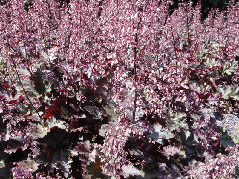Purpurglöckchen (Heuchera micrantha 'Palace Purple')