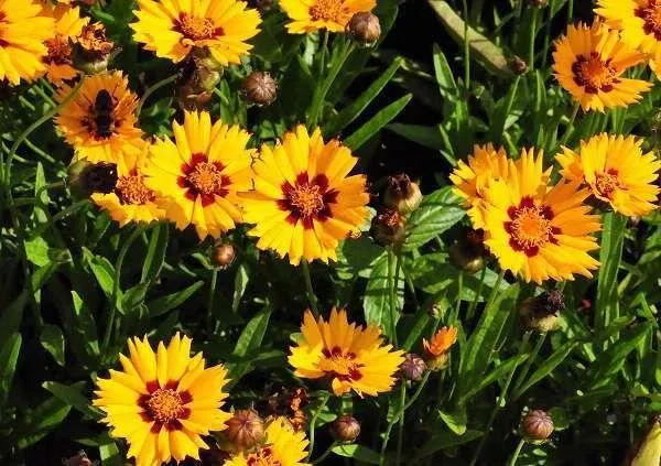 Coreopsis lanceolata 'Baby Gold' (Coreopsis lanceolata 'Baby Gold')