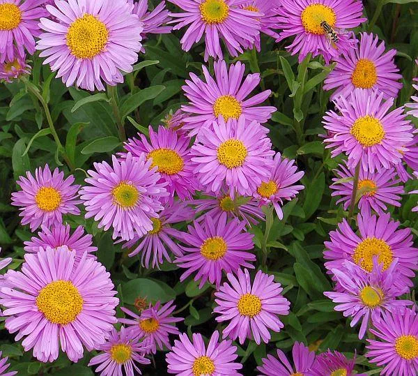 Zwergaster (Aster alpinus 'Happy End')