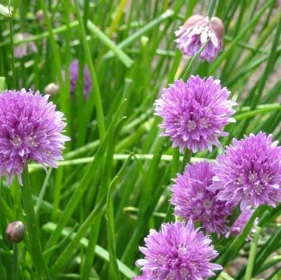 Schnittlauch (Allium schoenoprasum)