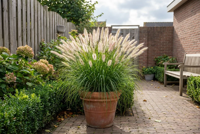 Neunaugengras (Pennisetum alopecuroides 'JS Dance With Me')