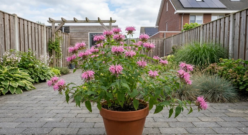 Bergamottepflanze (Monarda 'Croftway Pink')
