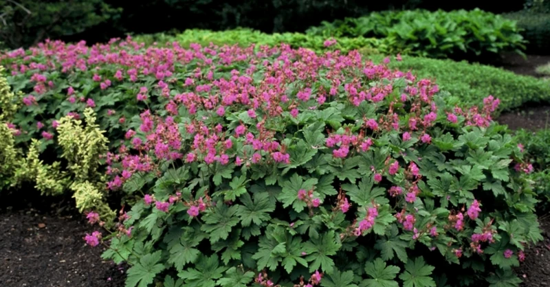 Storchschnabel (Geranium macr. 'Ingwersen's Var.')