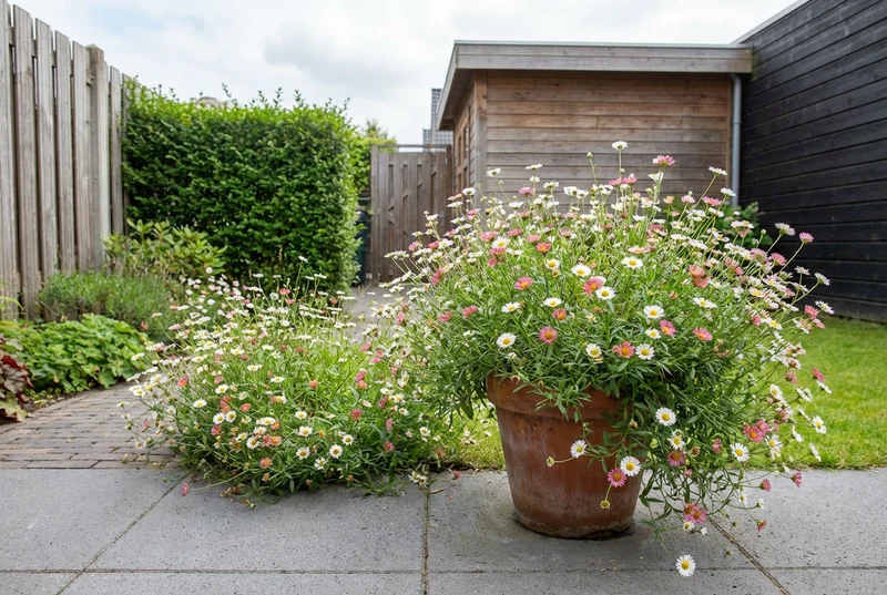 Feinstrahliges Berufkraut (Erigeron karvinskianus)