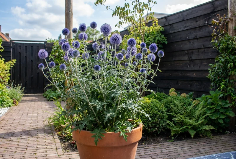 Kugeldistel (Echinops ritro 'Veitch's Blue')