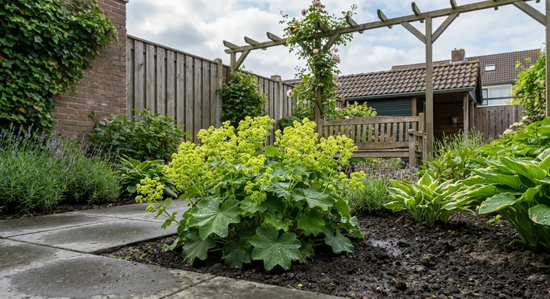 Frauenmantel (Alchemilla mollis 'Robustica')