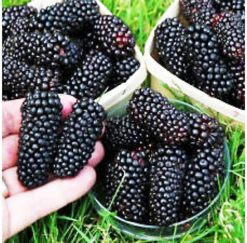Blackberry Fruit Seeds
