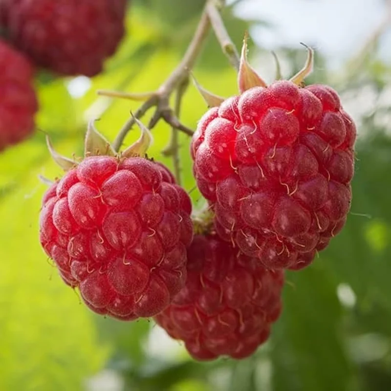 Red Raspberry Fruit Seeds