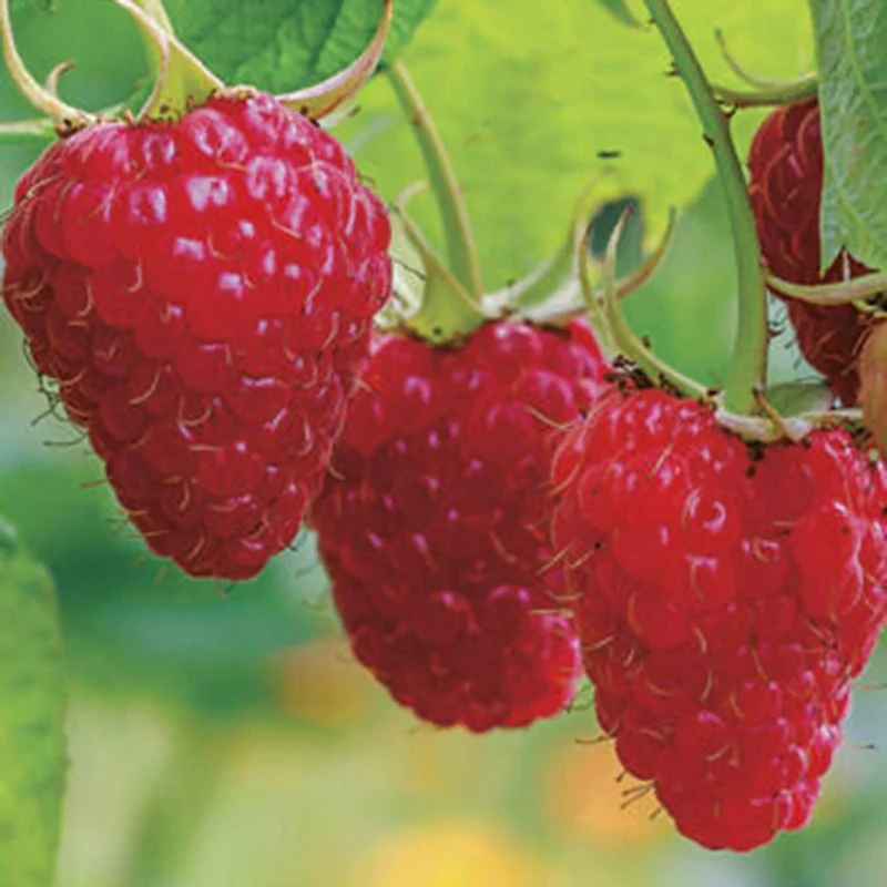 Red Raspberry Fruit Seeds