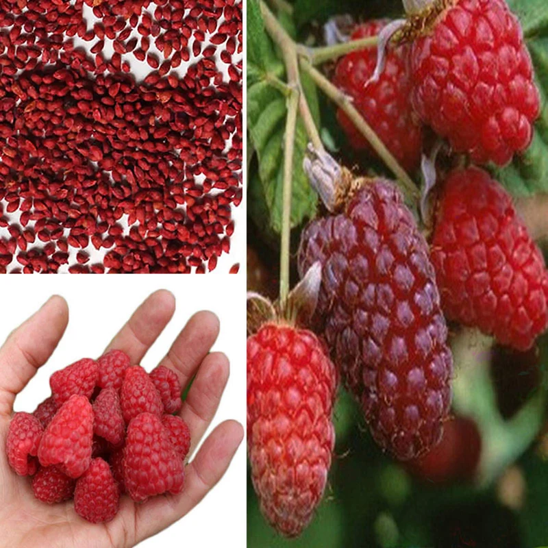 Red Raspberry Fruit Seeds