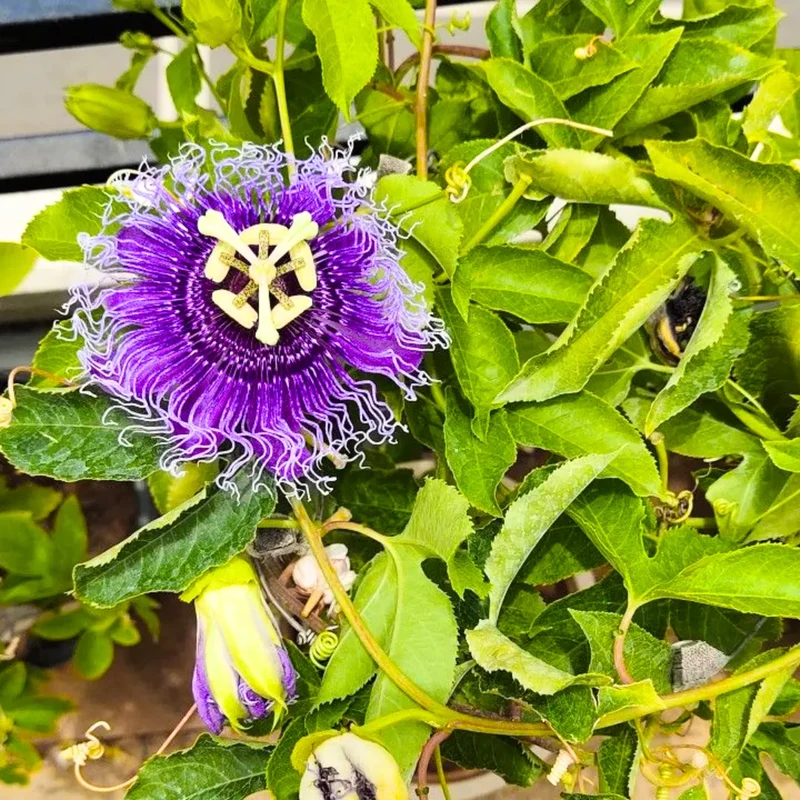 Purple Passion Flower Seeds