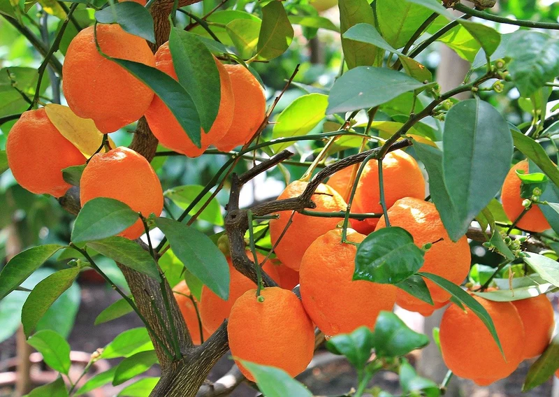 Tangerine Mandarin Orange Fruit Seeds