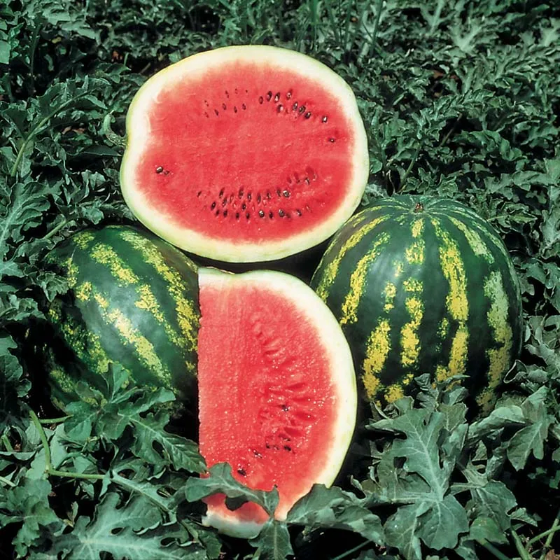 Crimson Sweet Watermelon Fruit Seeds