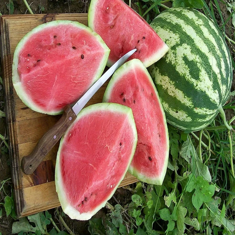 Crimson Sweet Watermelon Fruit Seeds
