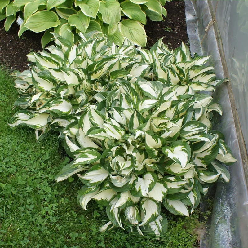 Fire and Ice Hosta Seeds And Vibrant Contrast for Stunning Garden Displays