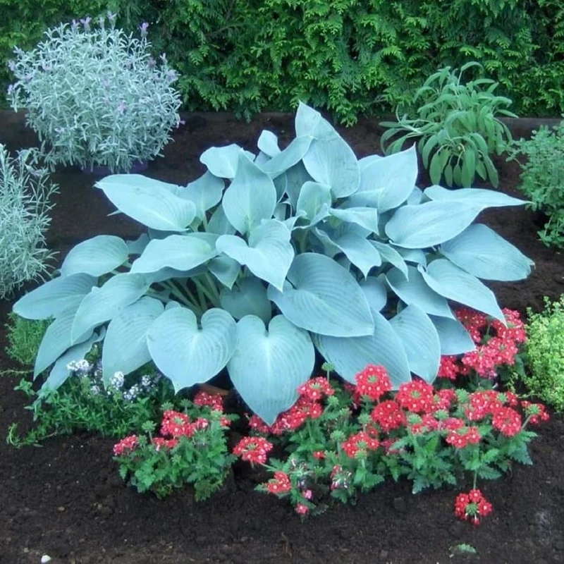 Rare Sky Blue Hosta Plant Seeds Fragrant August Lily, Drought-Tolerant Landscaping Gem