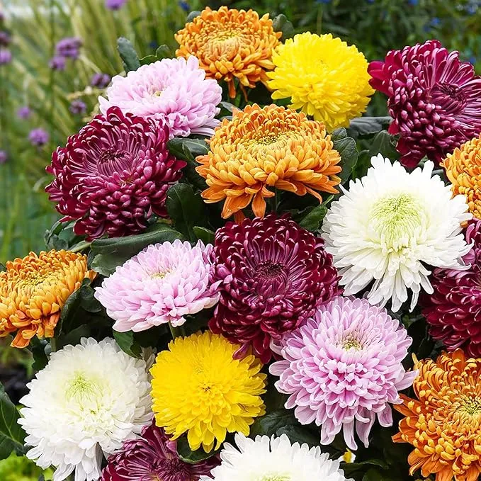 Chrysanthemum Seeds Colorful Diverse Flowers Popular Ornamental Plants for Vibrant Blooms in Gardens, Landscapes Floral Arrangements Flower Seeds