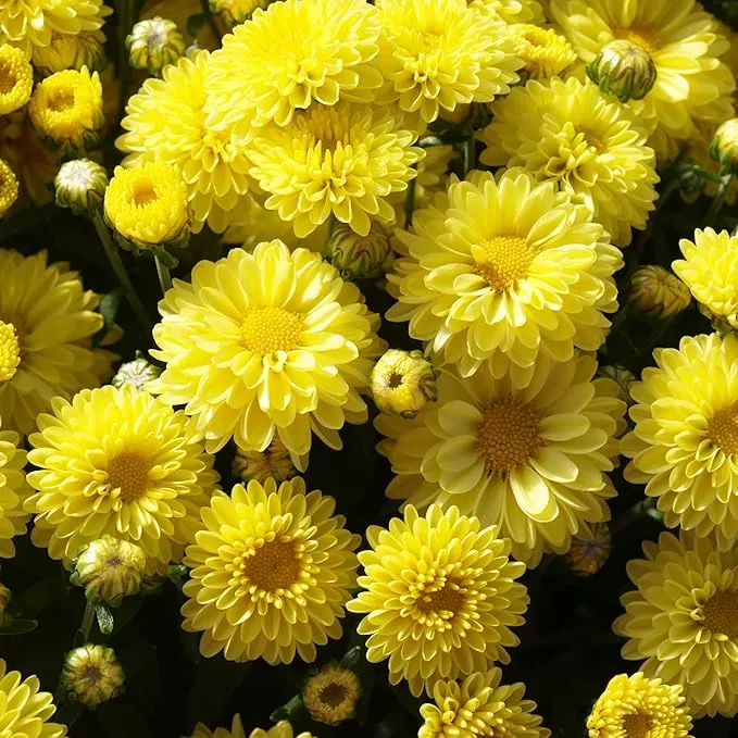 Chrysanthemum Seeds Colorful Diverse Flowers Popular Ornamental Plants for Vibrant Blooms in Gardens, Landscapes Floral Arrangements Flower Seeds