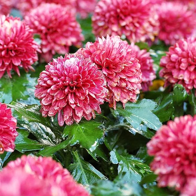 Chrysanthemum Seeds Colorful Diverse Flowers Popular Ornamental Plants for Vibrant Blooms in Gardens, Landscapes Floral Arrangements Flower Seeds