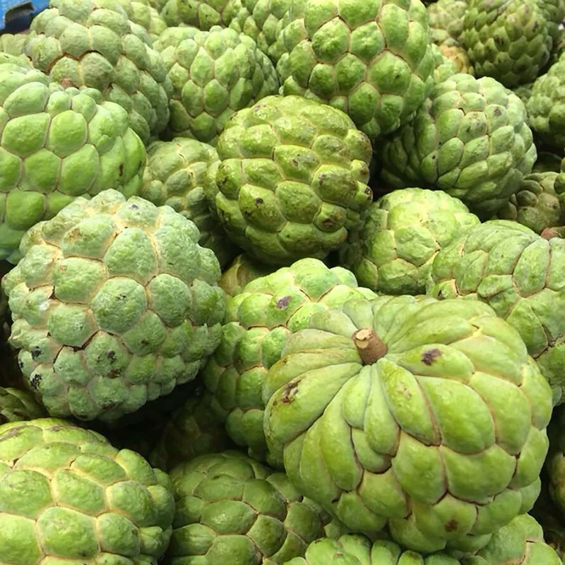 Sugar Apple Tropical Fruit Plant Tree Seeds – Ideal for Home Orchards and Exotic Gardens – 10 Pcs