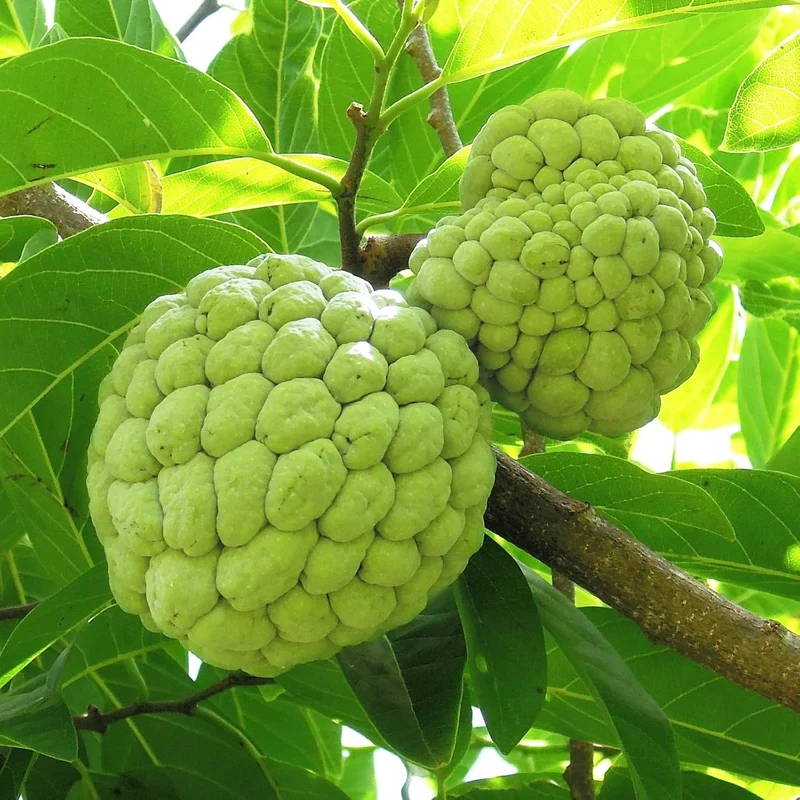 Sugar Apple Tropical Fruit Plant Tree Seeds – Ideal for Home Orchards and Exotic Gardens – 10 Pcs