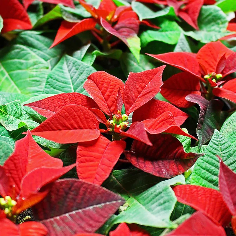 Poinsettia Seeds - Christmas Star Perennial, Drought-Tolerant, Ideal for Landscape, Hedges, Screens, Patio, Indoor & Outdoor Container - 100 Pcs