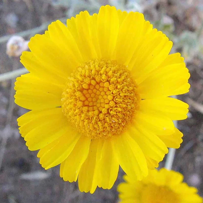 Marigold Seeds (Desert Marigold Seeds Baileya Multiradiata) - Drought-Tolerant Perennial for Rock Gardens