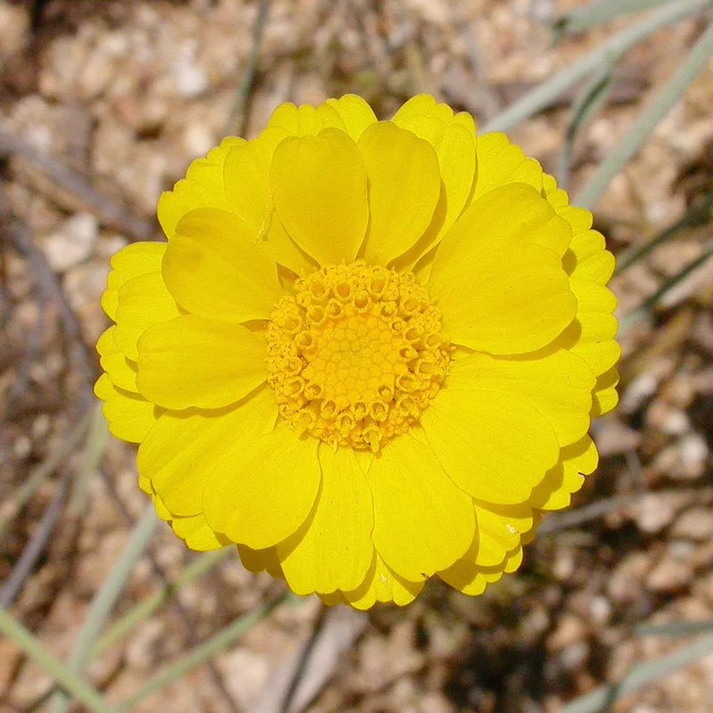 Marigold Seeds (Desert Marigold Seeds Baileya Multiradiata) - Drought-Tolerant Perennial for Rock Gardens