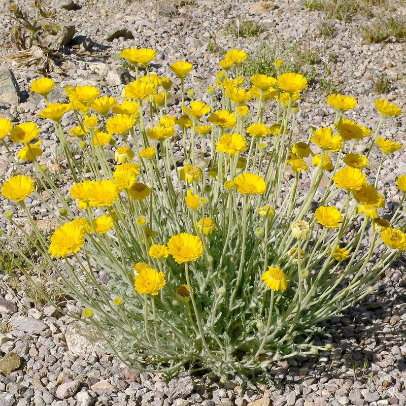 Marigold Seeds (Desert Marigold Seeds Baileya Multiradiata) - Drought-Tolerant Perennial for Rock Gardens