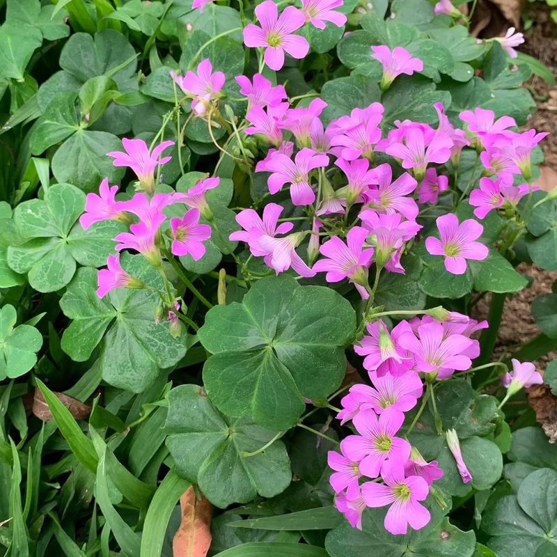 Pink Wood-Sorrel Seeds, Oxalis Debilis, Low-Growing Perennial Herbaceous Ornamental for Pollinator Gardens, Outdoor Flower Beds