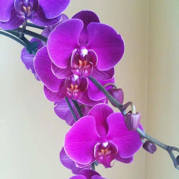 Cymbidium Orchid Purple Seeds – Fragrant, Hardy, Easy-Care Orchid for Indoor & Outdoor Growing