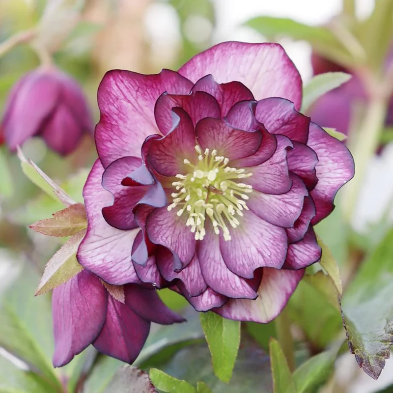 Lenten Rose Seeds Helleborus Perennial Attracts Pollinators for Shady Borders And Containers