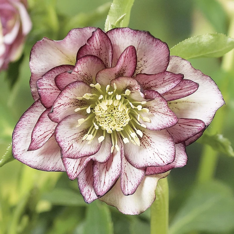 Lenten Rose Seeds Helleborus Perennial Attracts Pollinators for Shady Borders And Containers
