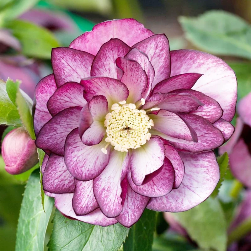 Lenten Rose Seeds Helleborus Perennial Attracts Pollinators for Shady Borders And Containers