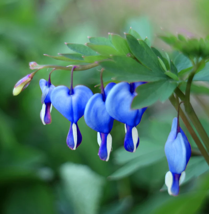 Blue Bleeding Heart Flower Seeds for Shade Garden