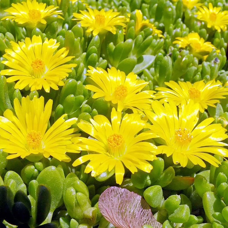 Yellow Ice Plant Seeds – Drought-Tolerant Ground Cover for Rock Gardens