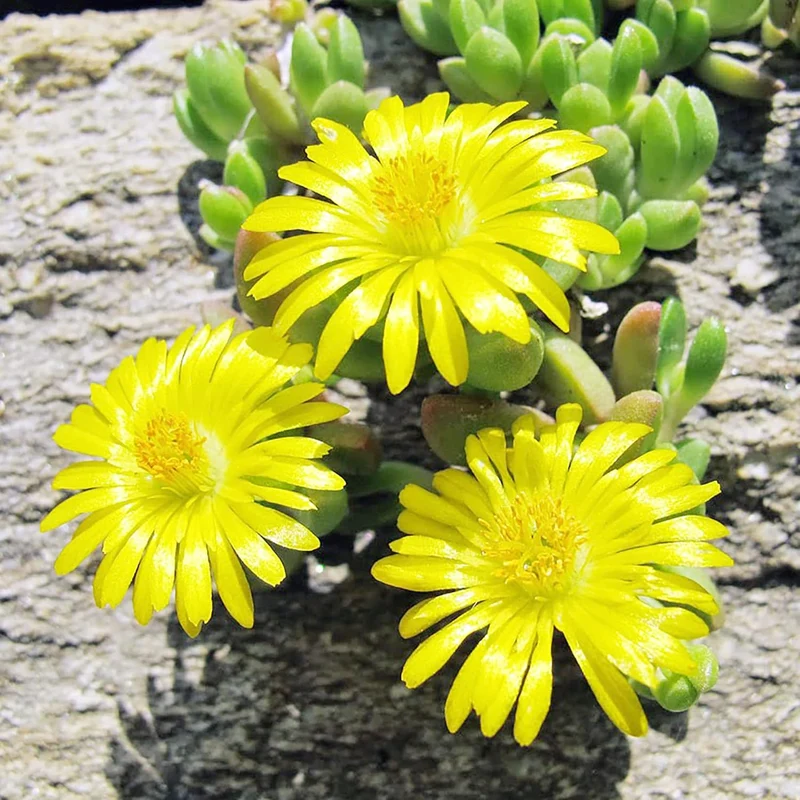 Yellow Ice Plant Seeds – Drought-Tolerant Ground Cover for Rock Gardens